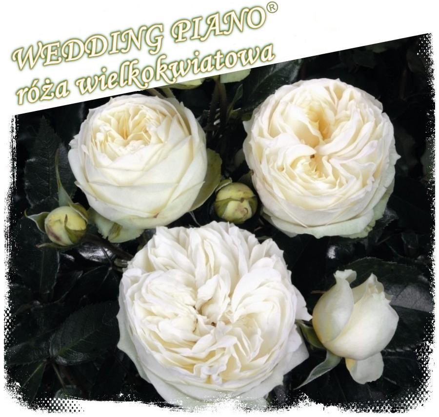 Wedding Piano róże wielkokwiatowe kol